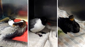 Red tide puts seabirds at risk of neurotoxin sickness, death