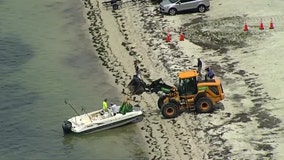 Red tide lingers off Pinellas coast, shows up in new spots in Tampa Bay
