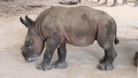 ZooTampa welcomes baby southern white rhino