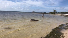 FWC: Dead dolphin found near Vinoy Park, St. Pete pier