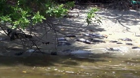 Fishermen watch red tide destroy another year of their livelihood on Tampa Bay
