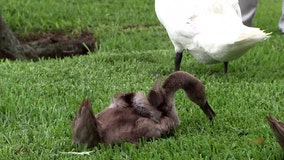 29 baby swans released on Lake Morton