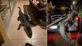 Large gator wakes up Plant City couple by banging on patio doors