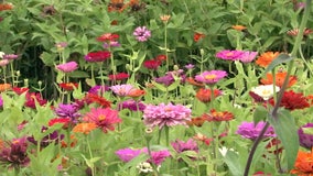 You-pick flower season blooms in Plant City berry fields