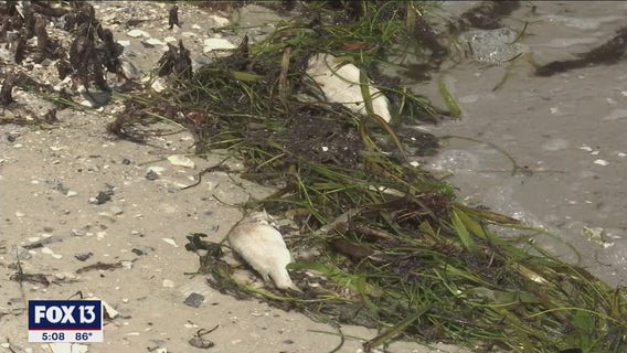 Expert: Variety of sources could be enhancing red tide bloom