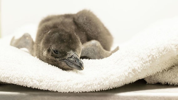 Chicago aquarium welcomes penguin chick to colony