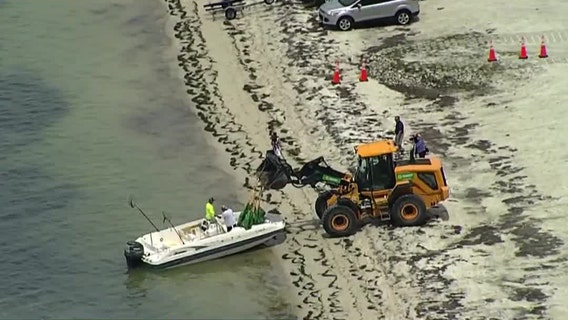 Red tide lingers off Pinellas coast, shows up in new spots in Tampa Bay