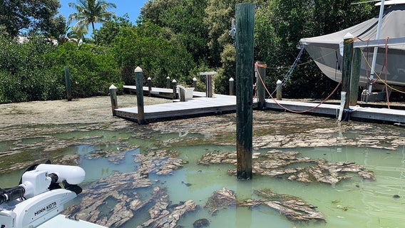 Fried looks to update Florida's water rules