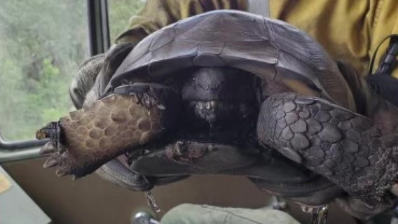 Now that Carlton Reserve brush fire is out, wildlife center prepares to treat injured animals