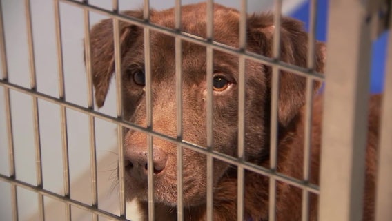 ‘We want to save a life’: Tampa Humane Society undergoes upgrade, mission remains the same