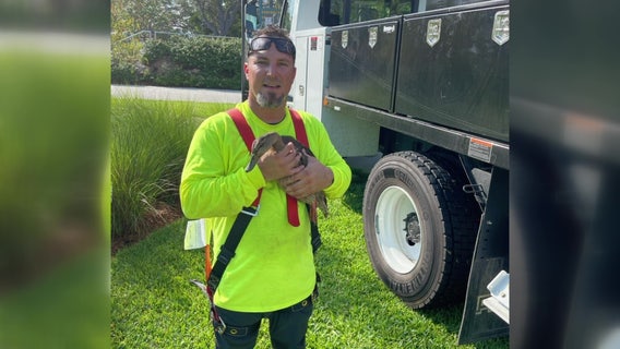 Bird rescued from St. Petersburg Pier sculpture, activists fear more animals may get trapped
