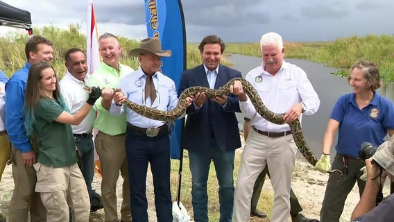 Gov. DeSantis announces Burmese Python hunting contest to help eradicate invasive species