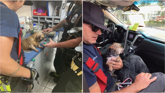 Dogs expected to be okay following fire at Clearwater animal clinic