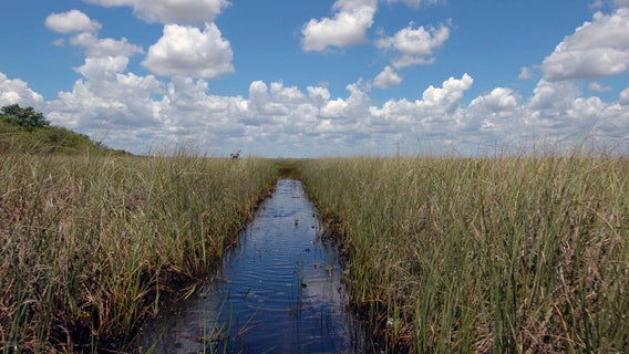DeSantis, Florida Cabinet give green light to highway across Everglades wetlands
