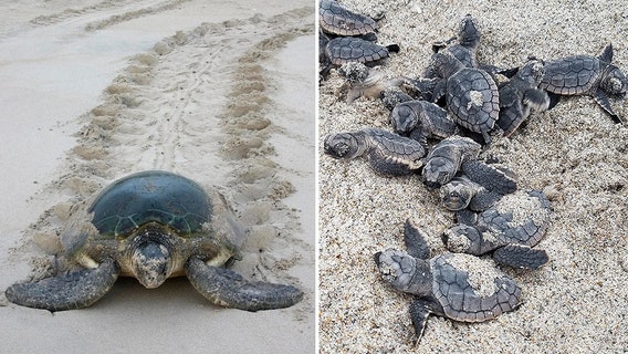World Sea Turtle Day is a reminder to be mindful of Florida’s nesting season