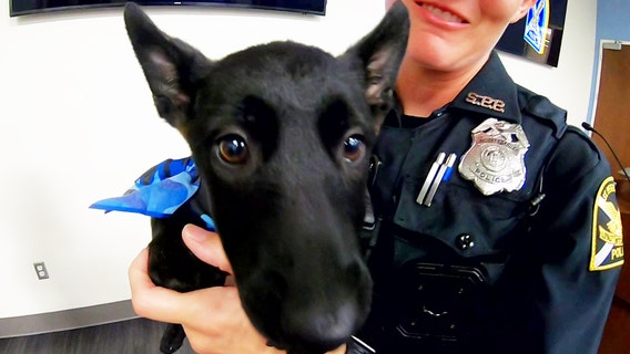 Holzerland Protection Dogs gives free puppy to military veteran, police officer