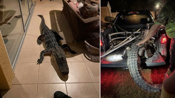 Large gator wakes up Plant City couple by banging on patio doors