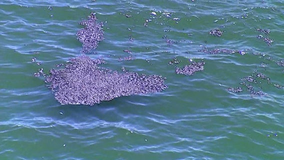 Pinellas issues red tide alert for beaches