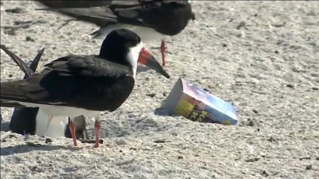 FWC looking for suspect after someone threw firework into black skimmer nesting area