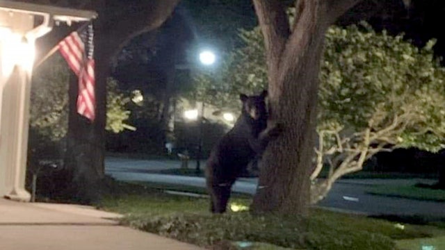 Bear sightings continue, this time from Citrus Park to Carrollwood