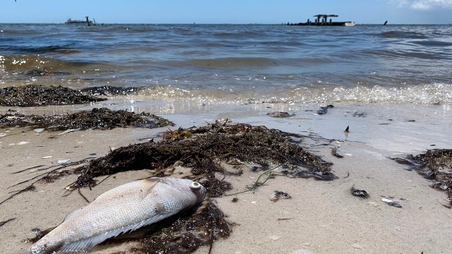 Trail of dead fish leads to Piney Point, prompting concern