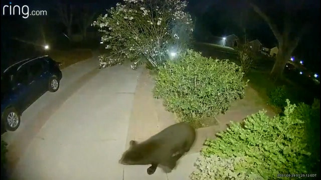 Officials have yet to track down black bear spotted between Hernando to Pinellas; Philippe Park remains closed