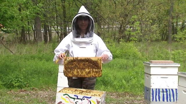 Clearwater garden has beekeepers buzzing about free place to keep hives, harvest honey