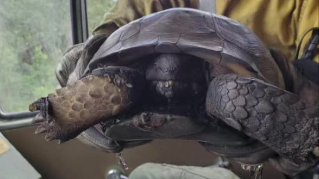 Now that Carlton Reserve brush fire is out, wildlife center prepares to treat injured animals