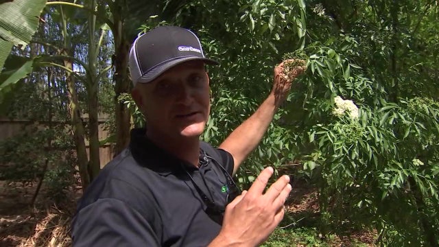 Pasco County man uses social media to teach world about edible landscaping