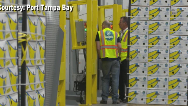 Bay Area residents may pay less for bananas as Port Tampa Bay lands million-dollar deal with Dole