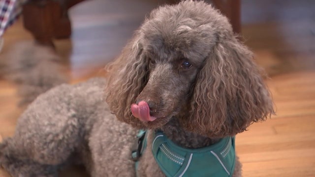 Professional pet sitters pleased with post-pandemic prosperity