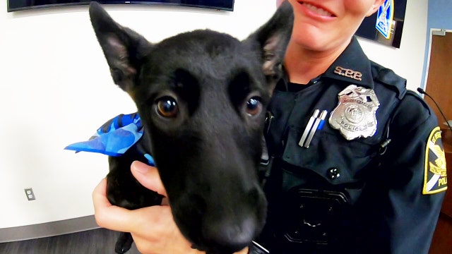 Holzerland Protection Dogs gives free puppy to military veteran, police officer