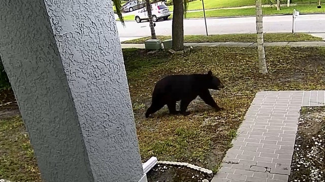 Black bear traveling across Bay Area for days spotted in Oldsmar neighborhood