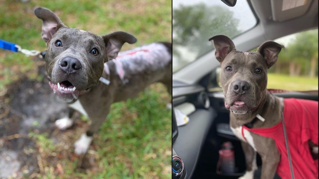Puppy found burned, thrown from truck needs loving home