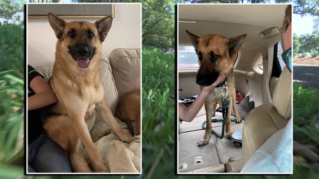 Missing dog that united South Tampa found in yard near Bayshore Boulevard