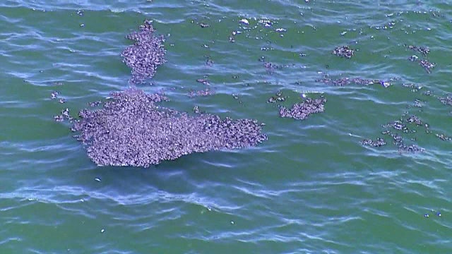 Pinellas issues red tide alert for beaches