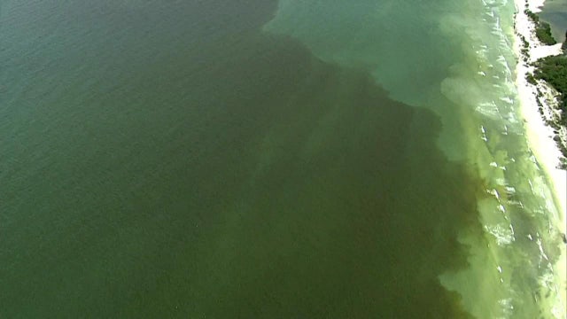 Dead fish cleanup begins as red tide drifts north along Gulf coast