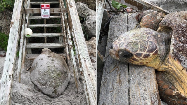 Pregnant sea turtle gets stuck on beach stairs while searching for place to nest on Manasota Key