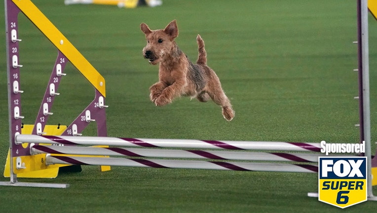 westminster dog show agility challenge how to win 1 000 for free