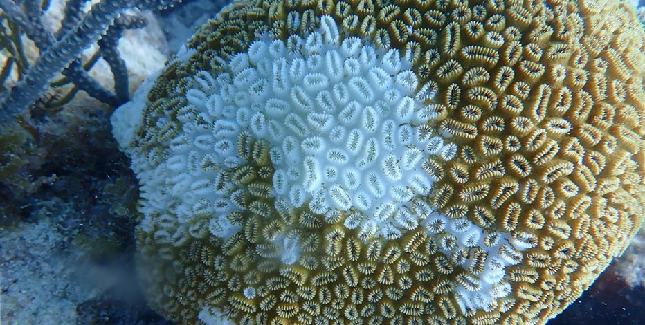 Deadly coral disease reaches remote Dry Tortugas National Park