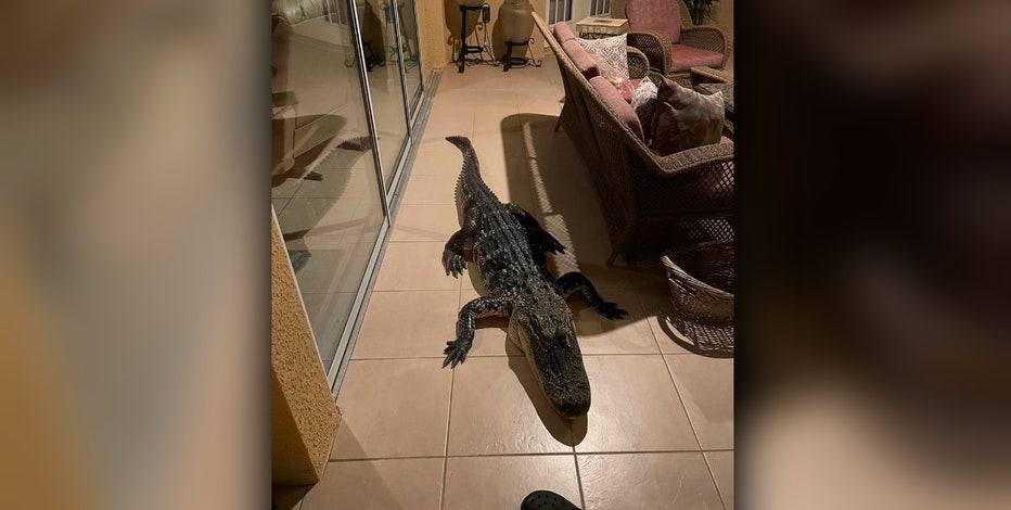 ●ALLIGATOR CITY WTVT-Still-2022-05-18-