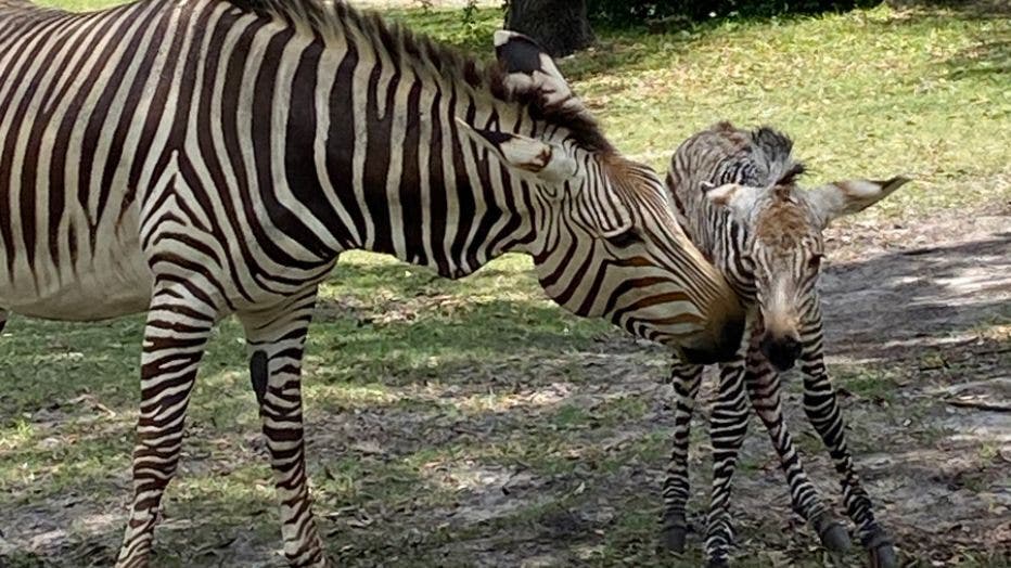 baby-zebra.jpeg