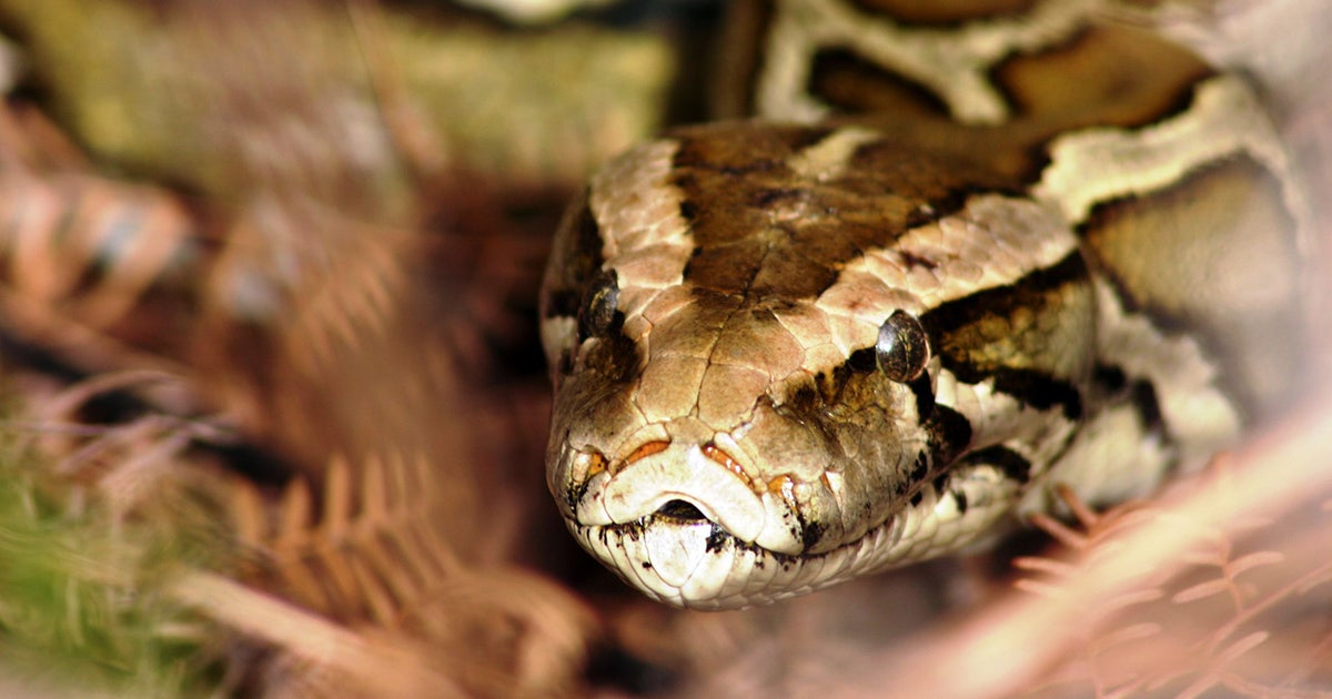Florida Python Challenge kicks off again, with $10,000 on the line ...