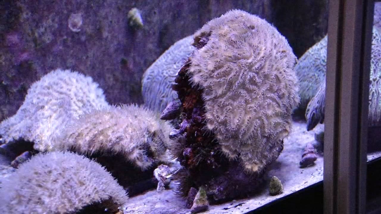 Florida researchers hope for bright and colorful future for coral reef