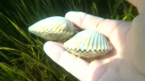 10-day bay scallop season set to start in Pasco County