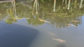 Hundreds of sharks take refuge from red tide in Longboat Key canals