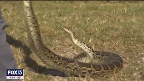 Florida Python Challenge underway to raise awareness about nonnative species