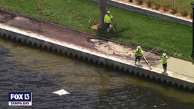 As cleanup continues, more species fall victim to red tide bloom