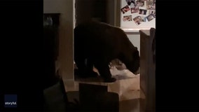 Bear invades home, raids pantry and freezer while residents watch