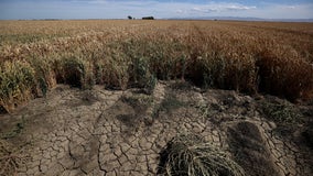 California could shut off water for thousands of farmers